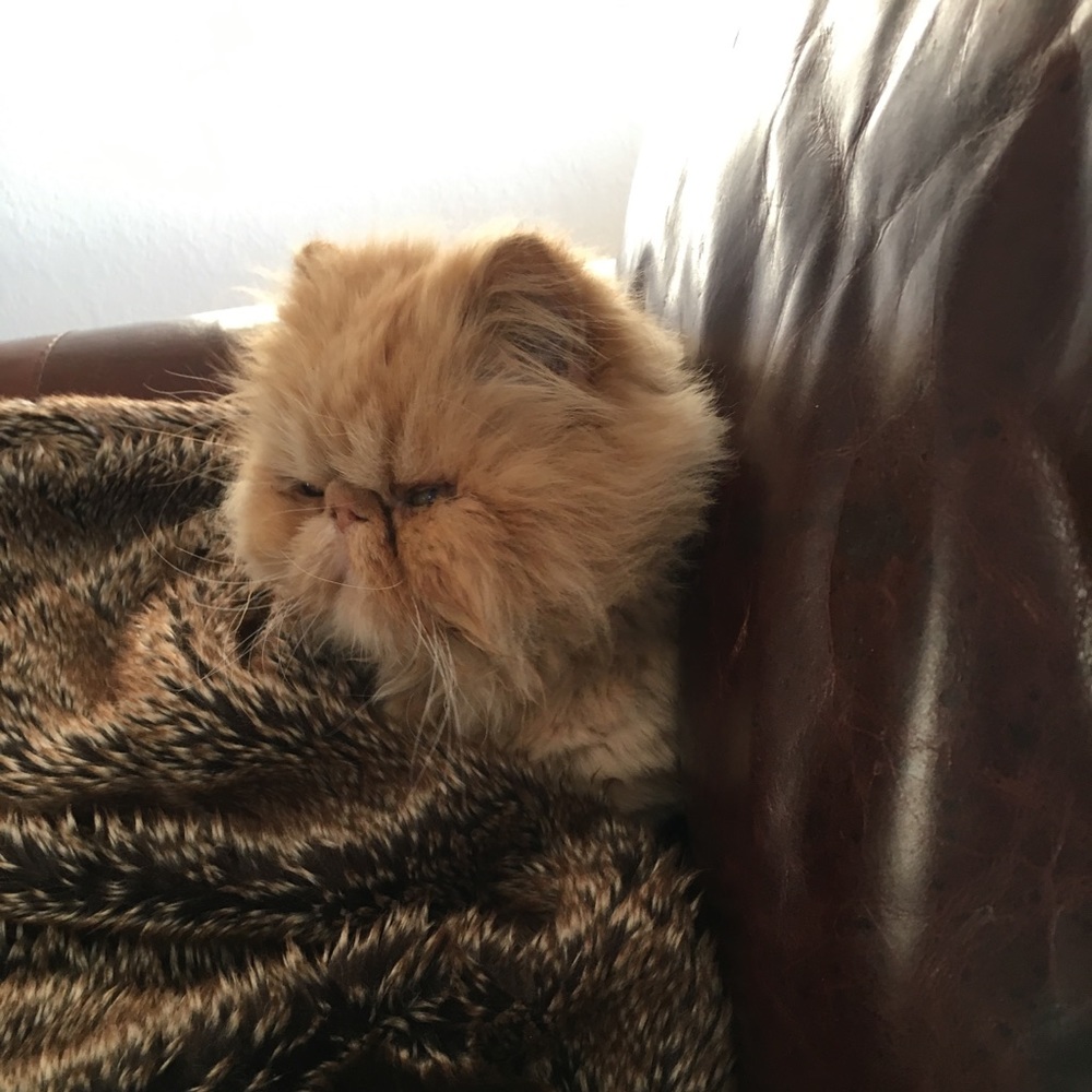 Meet your Posher, Nicole